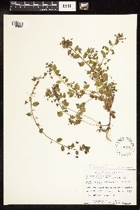 Veronica persica image