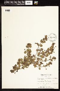 Veronica persica image