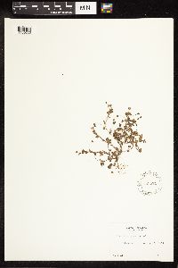 Veronica persica image