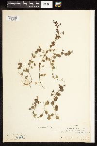 Veronica persica image