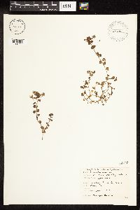 Veronica persica image