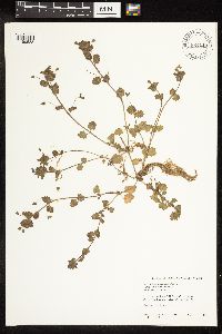 Veronica persica image