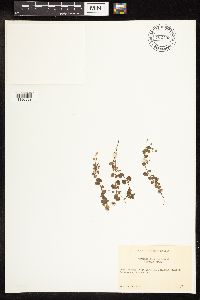 Veronica persica image