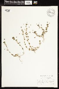 Veronica persica image