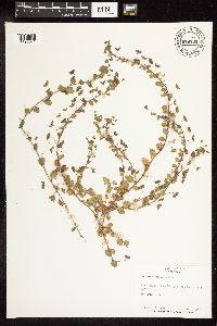 Veronica persica image