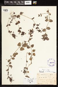 Veronica persica image