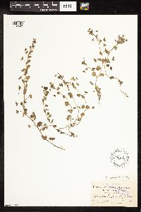 Veronica persica image