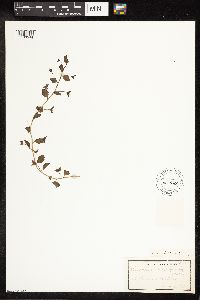 Veronica persica image