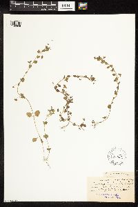Veronica persica image