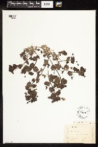 Veronica persica image