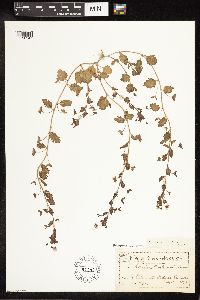 Veronica persica image