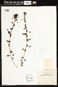 Veronica persica image