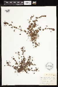 Veronica persica image