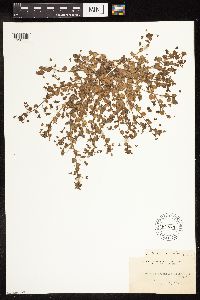 Veronica persica image