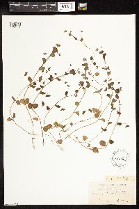 Veronica persica image
