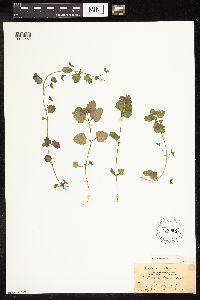 Veronica persica image