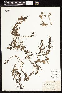 Veronica persica image