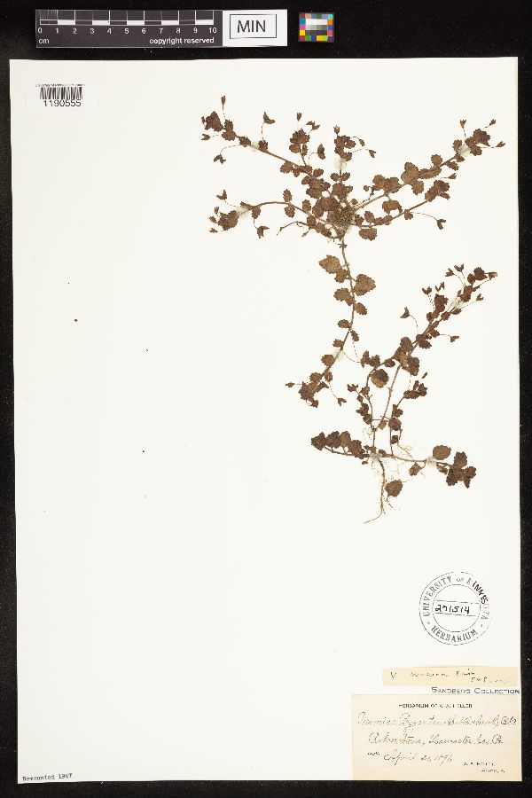Veronica persica image