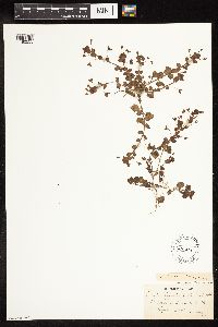 thumbnail image of current specimen