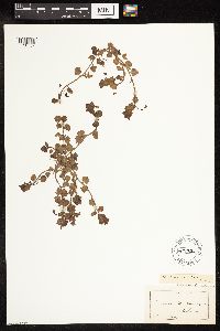 Veronica persica image