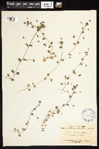 Veronica persica image