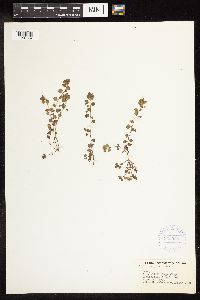 Thumbnail image of current specimen