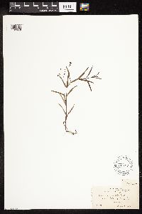 thumbnail image of current specimen