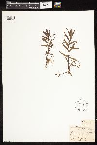 thumbnail image of current specimen