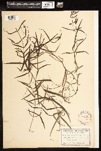 Veronica scutellata image