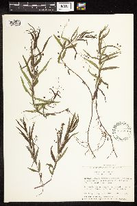Veronica scutellata image