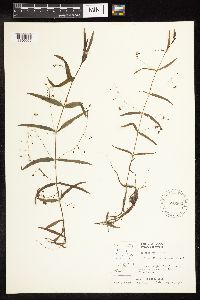 Veronica scutellata image