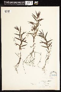 Veronica scutellata image