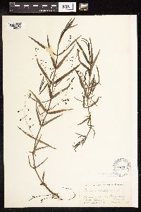 Veronica scutellata image