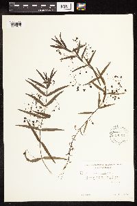 Veronica scutellata image