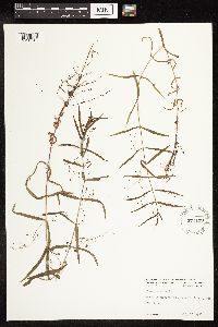 Veronica scutellata image