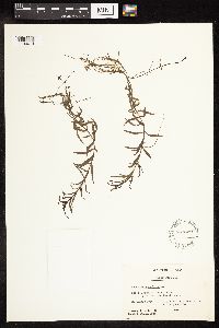 Veronica scutellata image