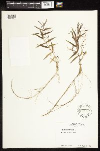 Veronica scutellata image