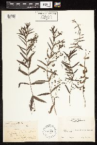 Veronica scutellata image