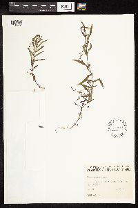 Veronica scutellata image