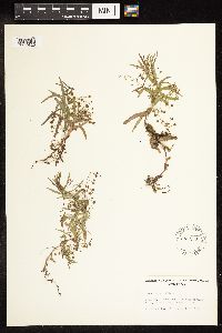Veronica scutellata image