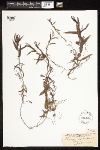 Veronica scutellata image