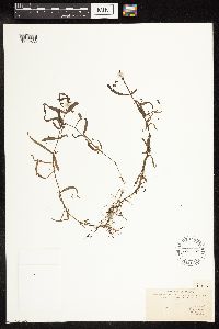 Veronica scutellata image