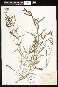 Veronica scutellata image