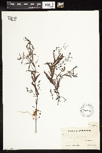 Veronica scutellata image