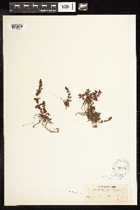 thumbnail image of current specimen