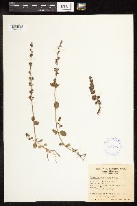 thumbnail image of current specimen