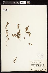thumbnail image of current specimen