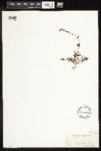 thumbnail image of current specimen