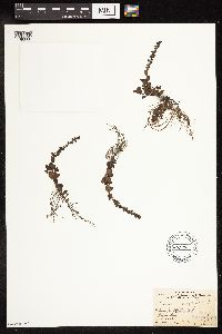 thumbnail image of current specimen