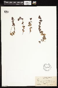 Thumbnail image of current specimen